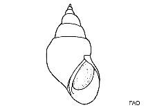 Image of Tricolia thalassicola (Umbilicate pheasant shell)