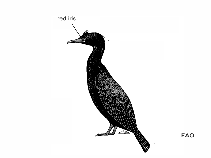 Image of Phalacrocorax africanus (Crowned cormorant)