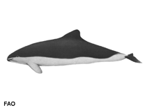 Image of Phocoena dioptrica (Spectacled porpoise)