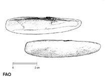 Image of Pharus legumen (Bean razor clam)