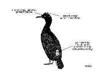 Image of Phalacrocorax neglectus (Bank cormorant)