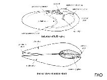 Image of Barnea truncata (Truncate barnea)