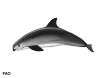 Image of Phocoena sinus (Vaquita)