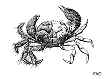 Image of Actumnus setifer (Short-haired crab)