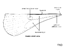 Image of Pinna trigonium 