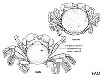 Image of Xenophthalmus pinnotheroides (Blind pea crab)