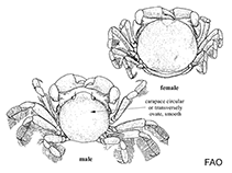 Image of Fabia subquadrata (Grooved mussel crab)