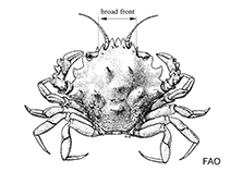 Image of Pirimela denticulata (toothed pirimela)