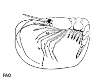 Image of Plesionika antigai (Catalonian striped shrimp)