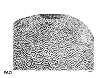 Image of Platygyra daedalea (Brain coral)