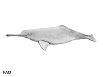 Image of Platanista gangetica (Ganges river dolphin)