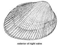 Image of Plagiocardium pseudolatum (Broad cockle)
