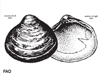 Image of Polymesoda caroliniana (Carolina marshclam)