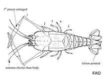 Image of Stereomastis suhmi (Deepsea blind lobster)