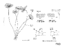 Image of Acetabularia calyculus 