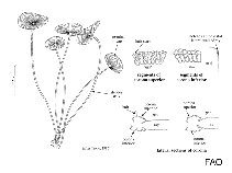 Image of Parvocaulis polyphysoides 