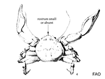 Image of Petrolisthes cinctipes (Flat porcelain crab)