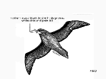 Image of Procellaria aequinoctialis (White-chinned petrel)