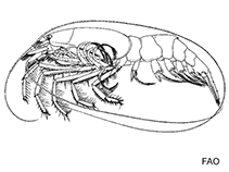 Image of Procaris hawaiiana (Hawaiian anchialine shrimp)
