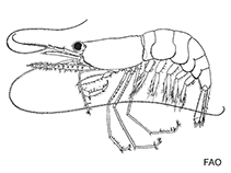 Image of Processa fimbriata (Grass night shrimp)