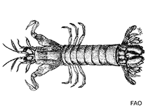 Image of Chorisquilla hystrix 