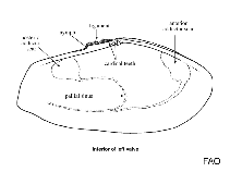 Image of Nuttallia nuttallii (California mahogany-clam)