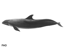 Image of Pseudorca crassidens (False killer whale)