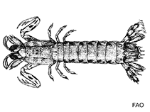 Image of Pseudosquillana megalophthalma 