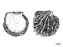 Image of Pteria longisquamosa (Scaly wing-oyster)