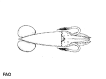 Image of Pterygioteuthis giardi (Roundear enope squid)
