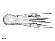 Image of Pteroctopus tetracirrhus (Fourhorn octopus)