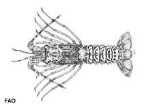 Image of Puerulus angulatus (Banded whip lobster)