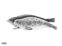 Image of Pusa caspica (Caspian seal)