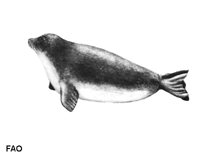 Image of Pusa sibirica (Baikal seal)