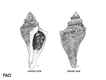 Image of Brunneifusus ternatanus (Ternate melongena)