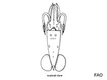 Image of Pterygioteuthis hoylei 