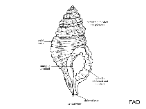 Image of Ranularia pyrulum 