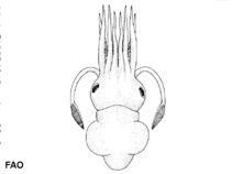 Image of Rossia tortugaensis (Tortuga bobtail)