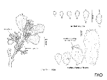 Image of Sargassum turbinarioides (Bell-bladed sargassum)