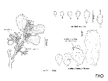 Image of Sargassum echinocarpum 