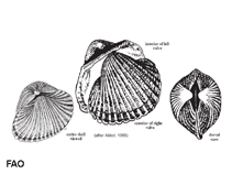 Image of Scapharca brasiliana 