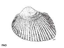 Image of Scapharca cornea (Corneous ark)