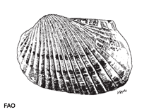 Image of Scapharca indica (Rudder ark)