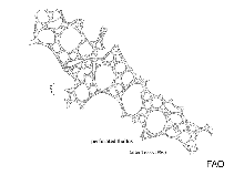 Image of Colpomenia peregrina (Oyster thief)