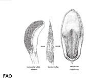 Image of Sepia elliptica (Ovalbone cuttlefish)