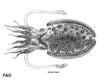 Image of Sepia lycidas (Kisslip cuttlefish)