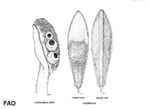 Image of Rhombosepion omani (Oman cuttlefish)