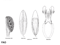 Image of Sepia orbignyana (Pink cuttlefish)