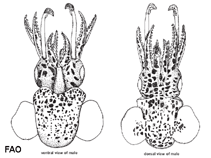 Image of Eumandya parva (Spotty bobtail squid)