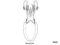 Image of Sepiella cyanea 